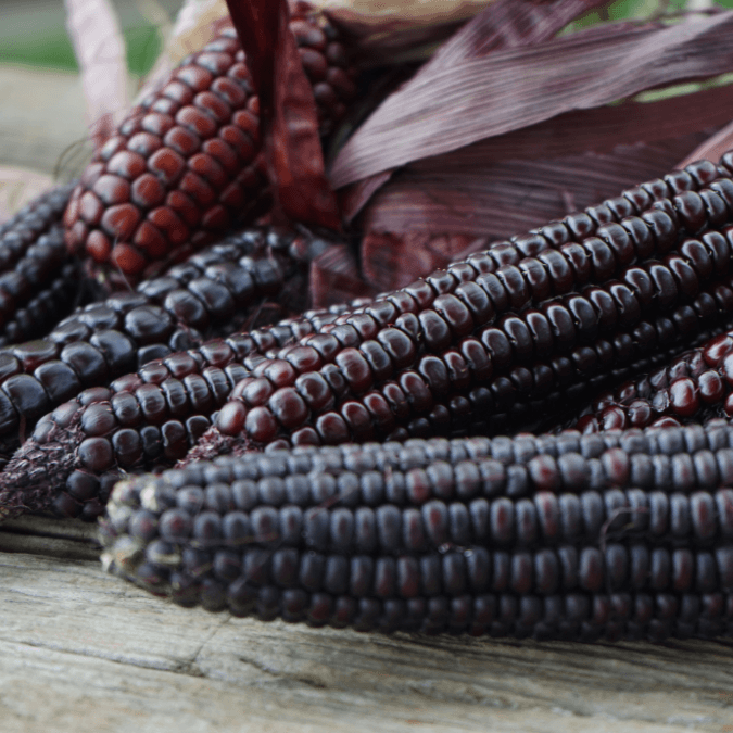 Dakota Black Popcorn Corn