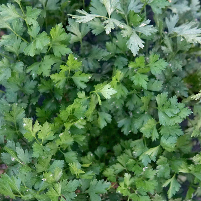 Parsley Gigante D'italia Seeds (Organic)