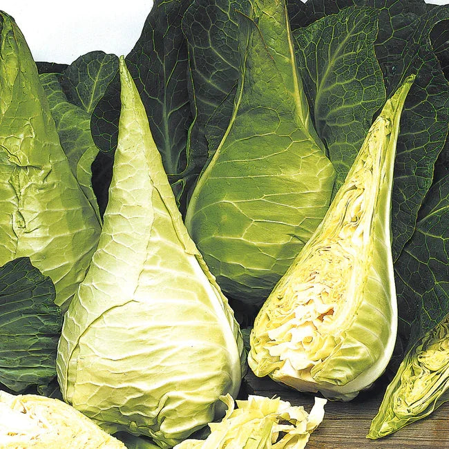 Filderkraut Cabbage Seeds (Organic)