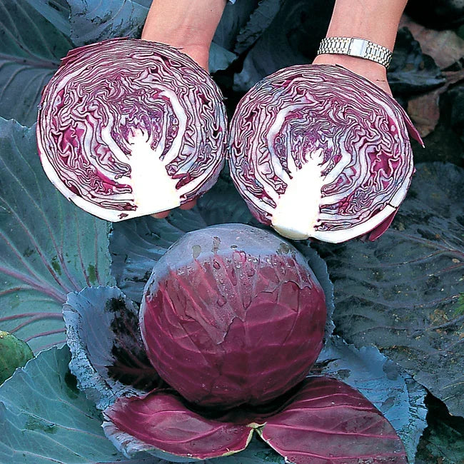 Primero Cabbage Seeds