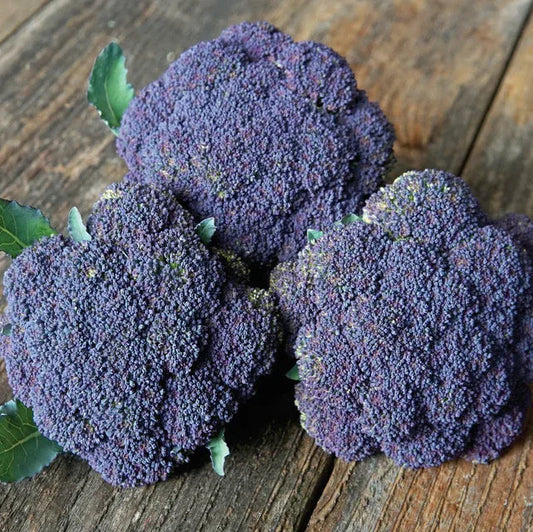 Jacaranda Broccoli Seeds