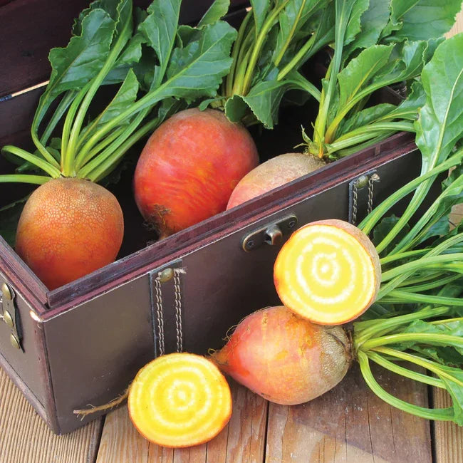 Touchstone Gold Beet Seeds