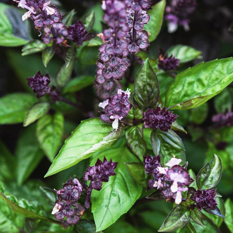 Cinnamon Basil Seeds (Organic)
