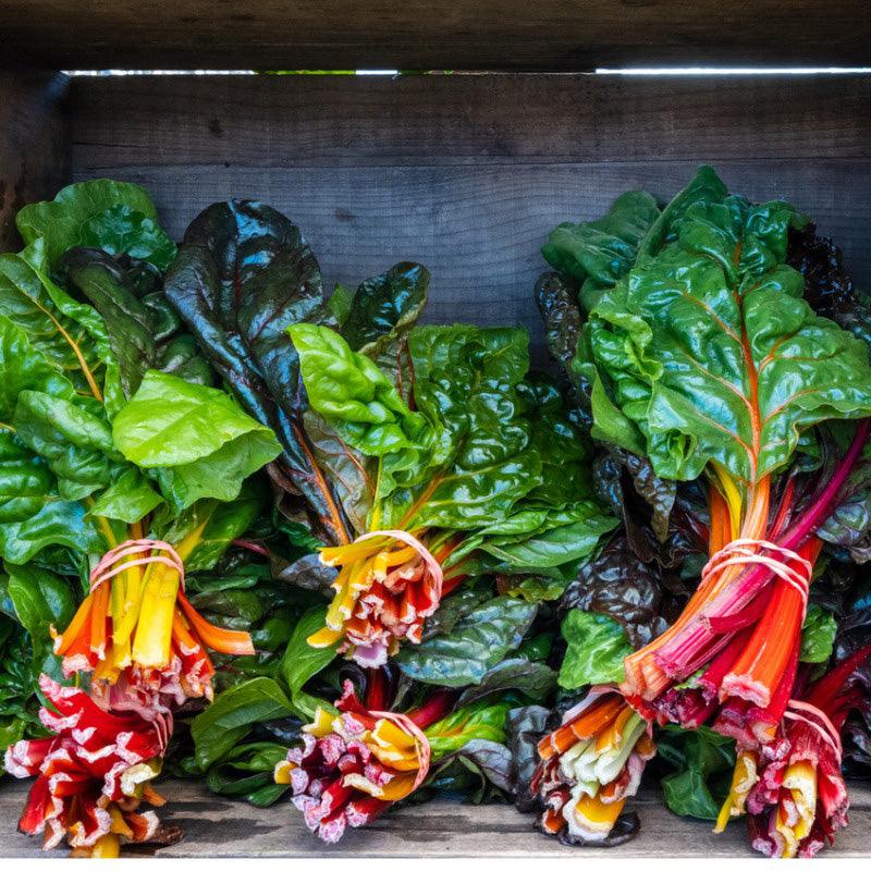 Prismatic Rainbow Chard Seeds (Organic)