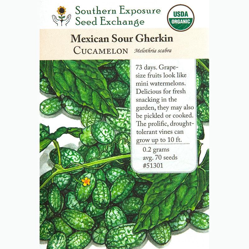 Mexican Sour Gherkin Seeds (Organic)