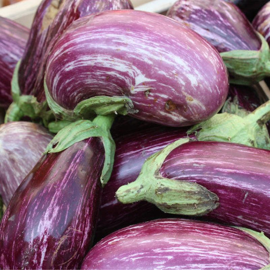Listada de Gandia Eggplant Seeds (Organic)