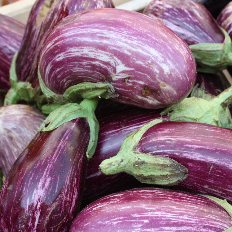 Listada de Gandia Eggplant Seeds (Organic)