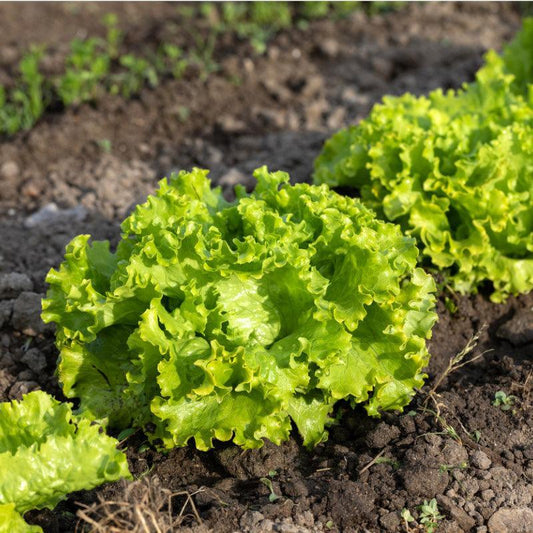 Anuenue Crisphead/Batavian Lettuce Seeds (Organic)