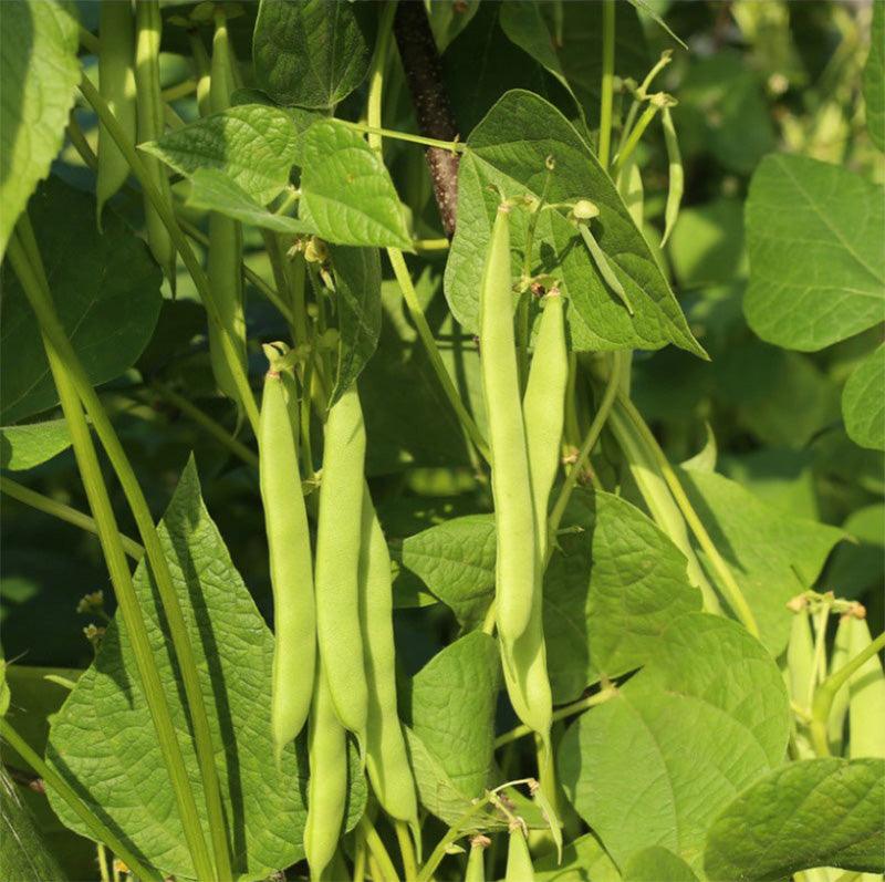 Shelling Green Arrow Pea Seeds (Organic)