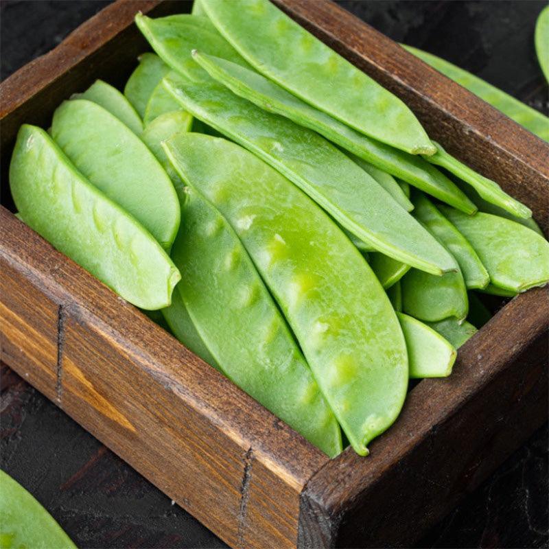 Snow Mammoth Melting Sugar Pea Seeds (Organic)