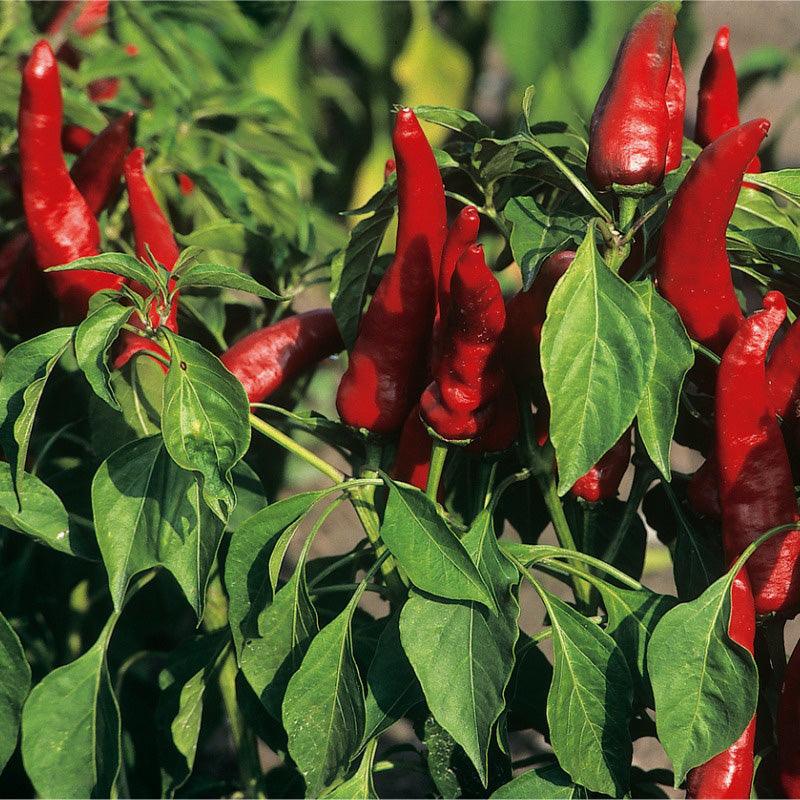 Hungarian Paprika Spice Pepper Seeds (Organic)