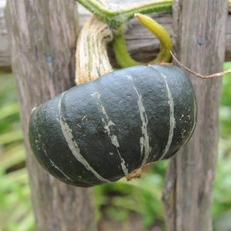 Burgess Buttercup Winter Squash Seeds (Organic)