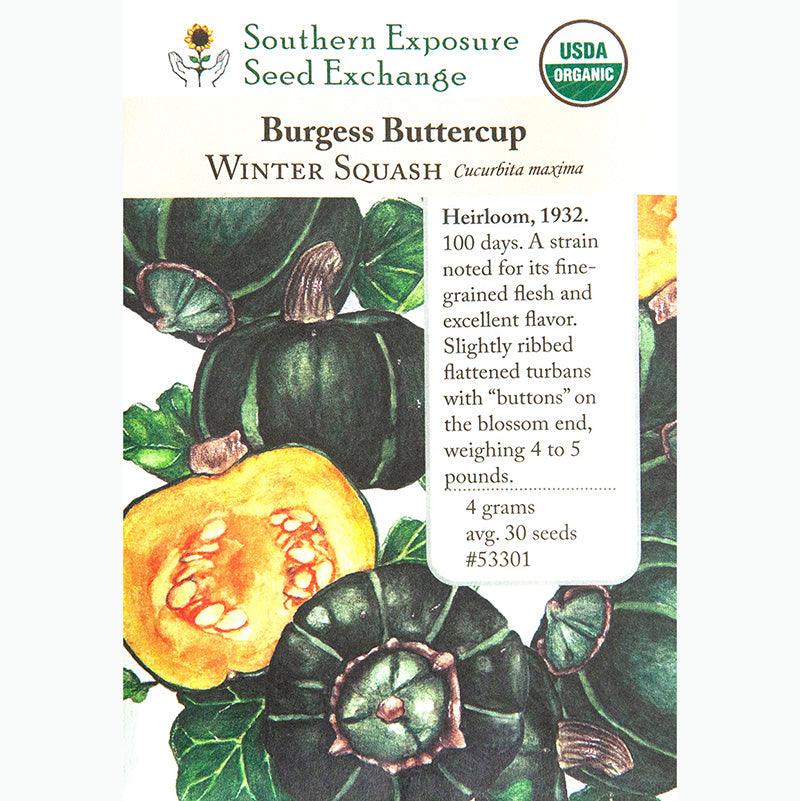 Burgess Buttercup Winter Squash Seeds (Organic)