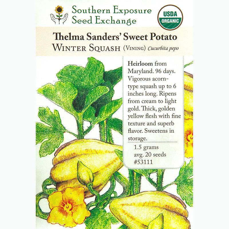 Thelma Sanders Sweet Potato Winter Squash Seeds (Organic)