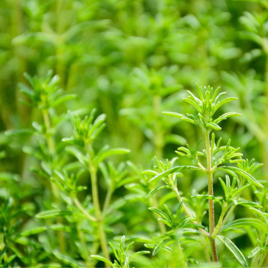 Summer Savory Seeds (Organic)