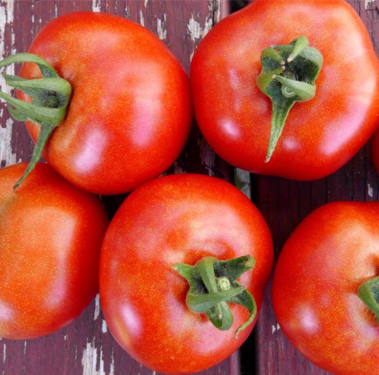 Glacier Tomato Seeds (Organic)