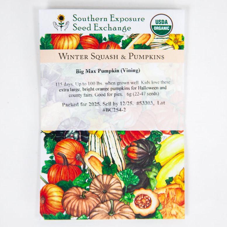 Big Max Pumpkin (Organic)