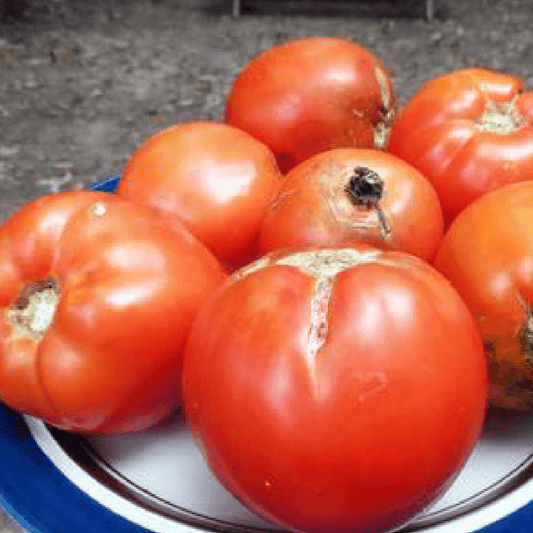 Organic Homestead Tomato