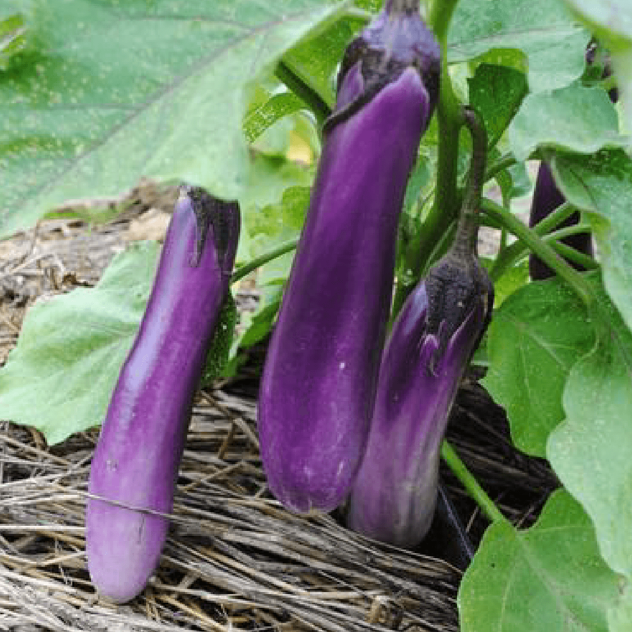 Organic Ping Tung Long Eggplant