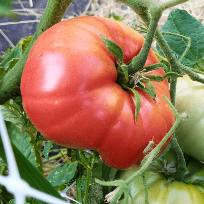 Mortgage Lifter VFN Tomato (Organic)