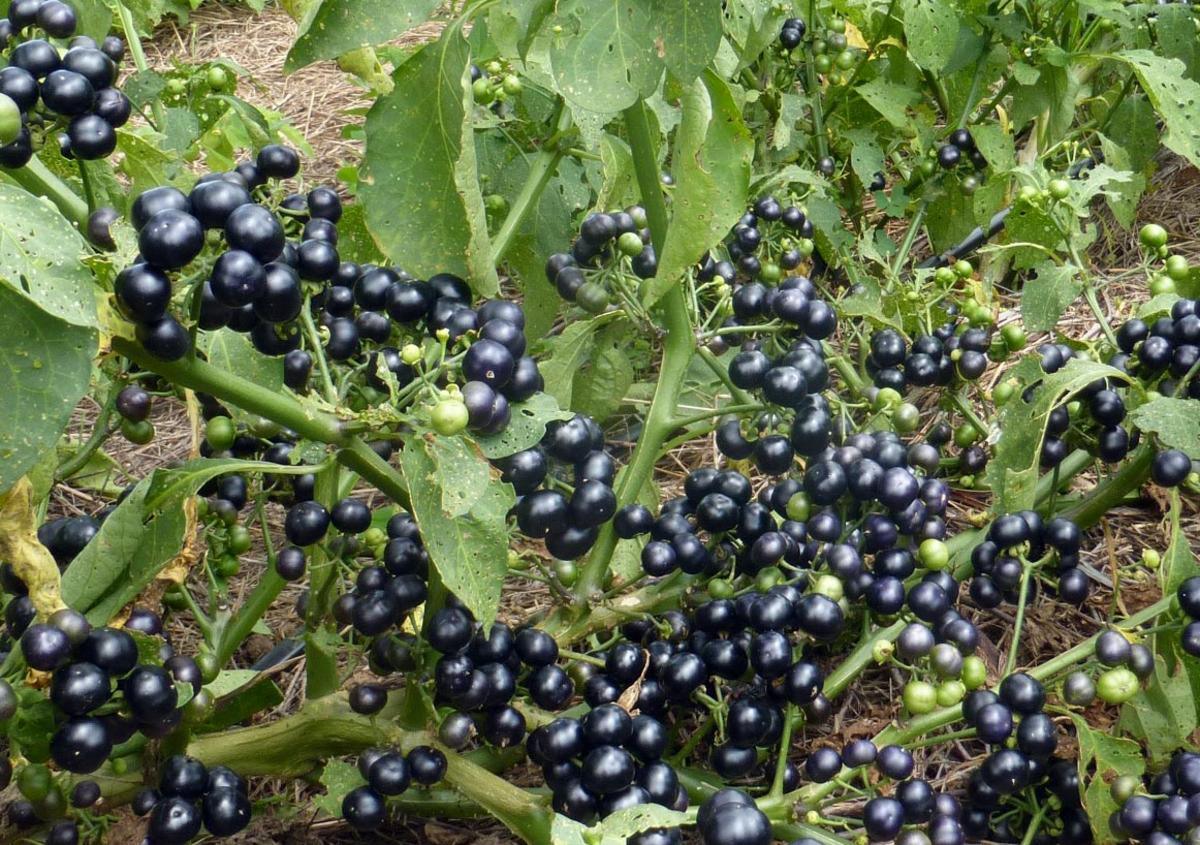 Garden Huckleberry Seeds (Organic)