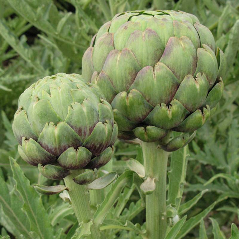 Tavor Artichoke Seeds (Organic)