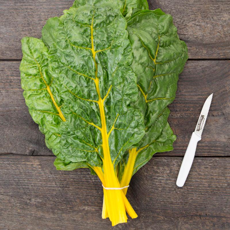 Sunset Chard Seeds (Organic)