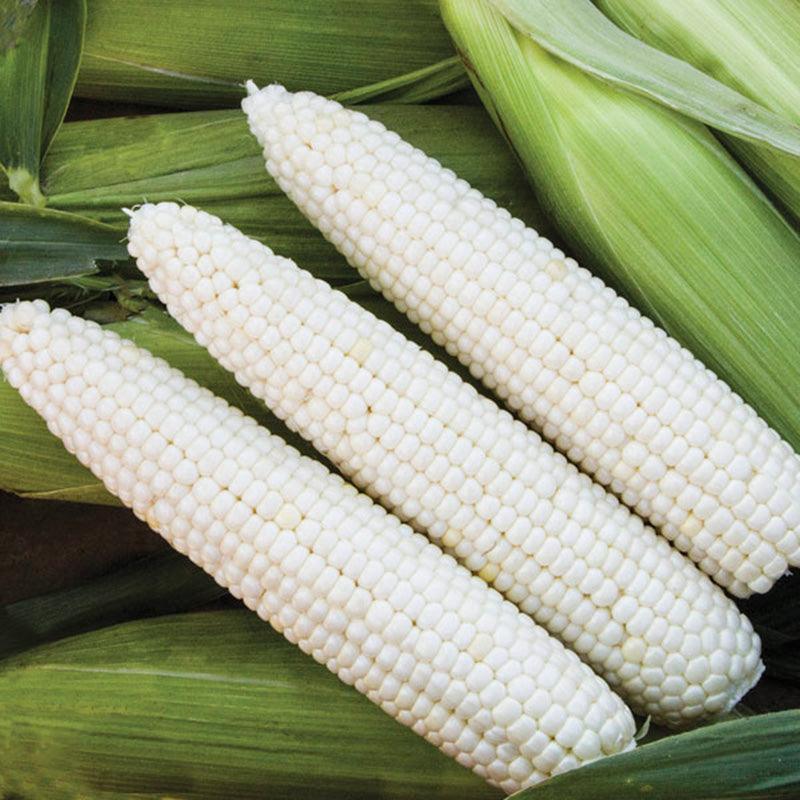 Mirage F1 Sweet Corn Seeds (Organic)