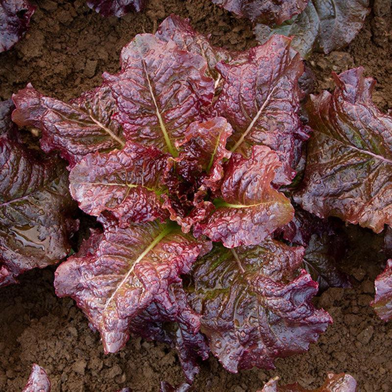 Outredgeous Romaine Lettuce Seeds (Organic)