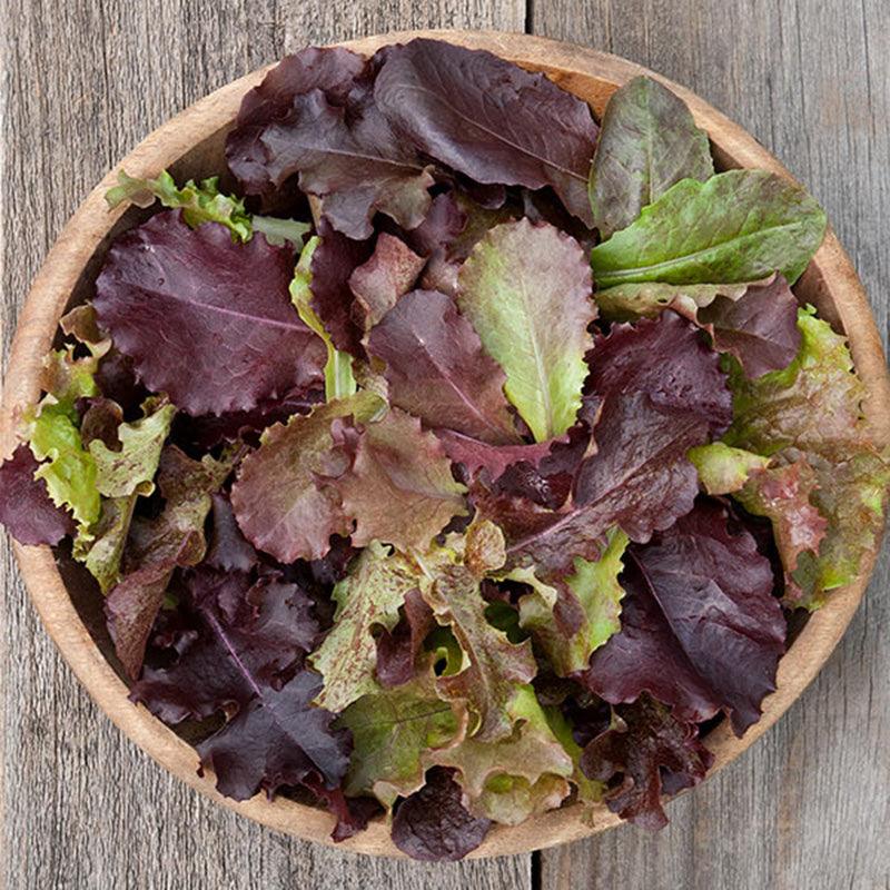Red Planet Lettuce Blend Seeds (Organic)