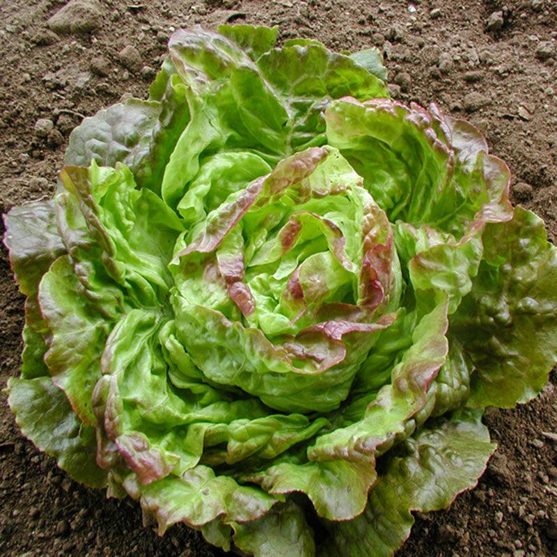 Pirat Lettuce Seeds (Organic)