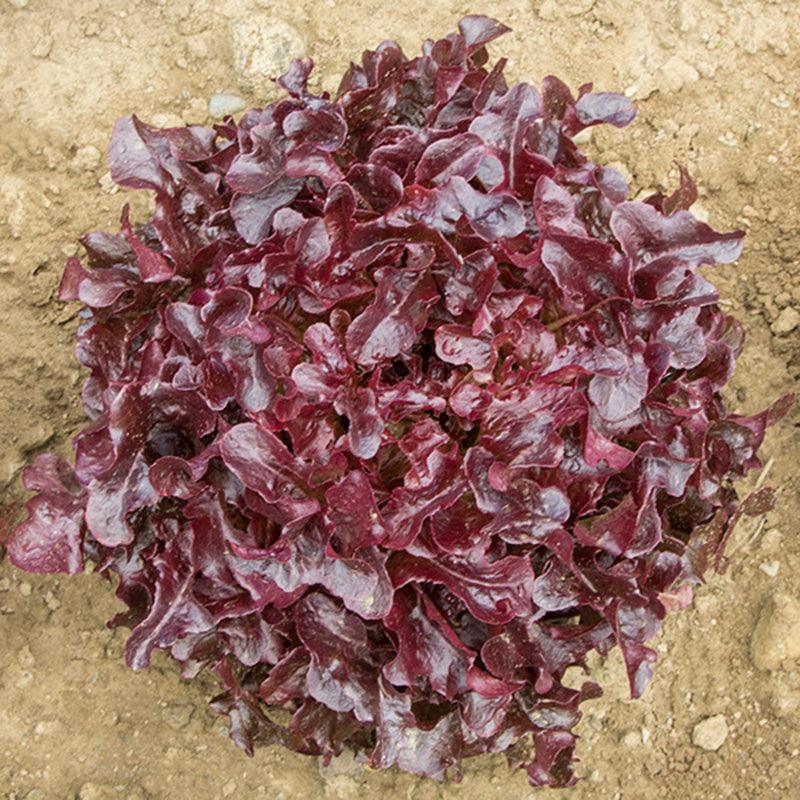 Red Oakleaf Lettuce Seeds (Organic)
