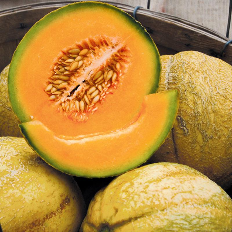 PMR Delicious 51 Melon Seeds (Organic)