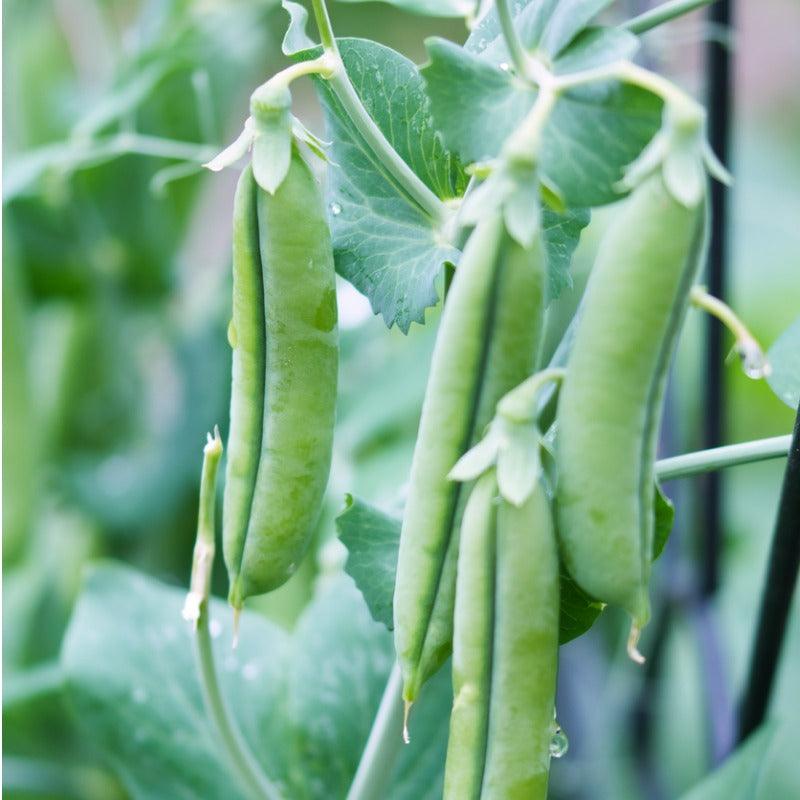Cascadia Snap Pea Seeds (Organic)