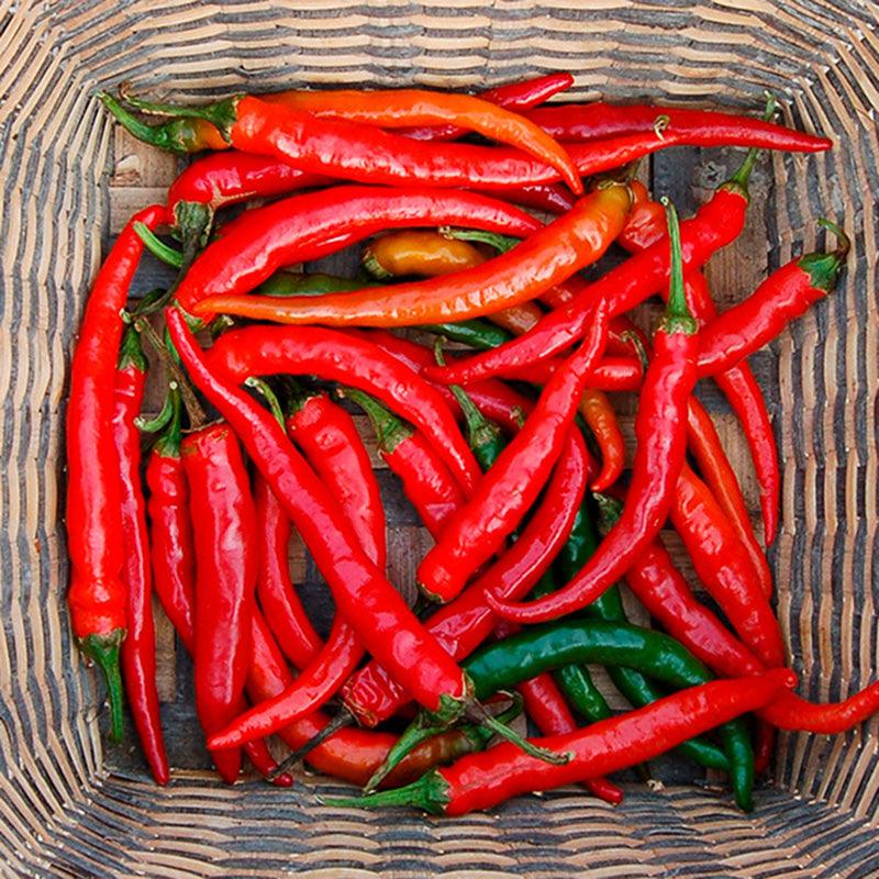 Hot Ring-O-Fire Cayenne Pepper Seeds (Organic)