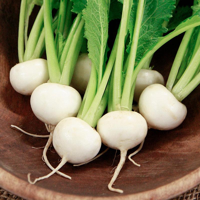 Tokyo Market Turnip Seeds (Organic)