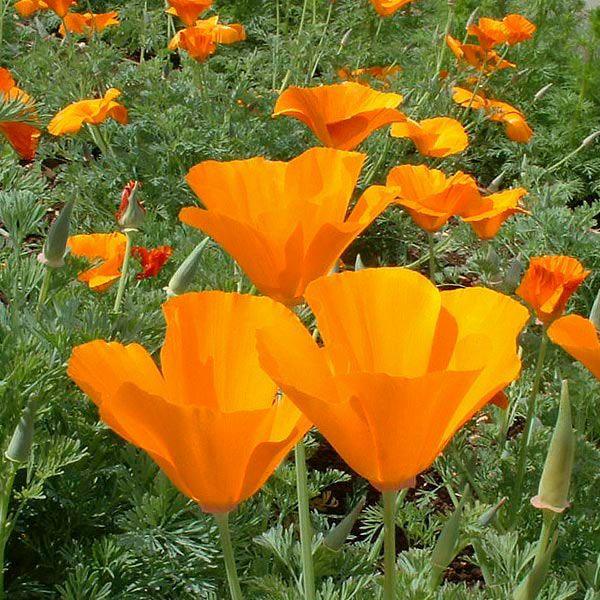California Orange Poppy (Organic)