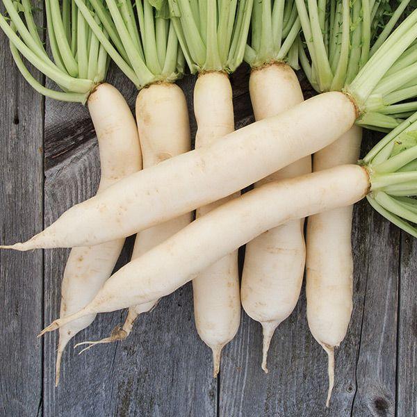 Daikon Radish Seeds (Organic)