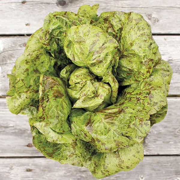 Freckles Lettuce Seeds (Organic)