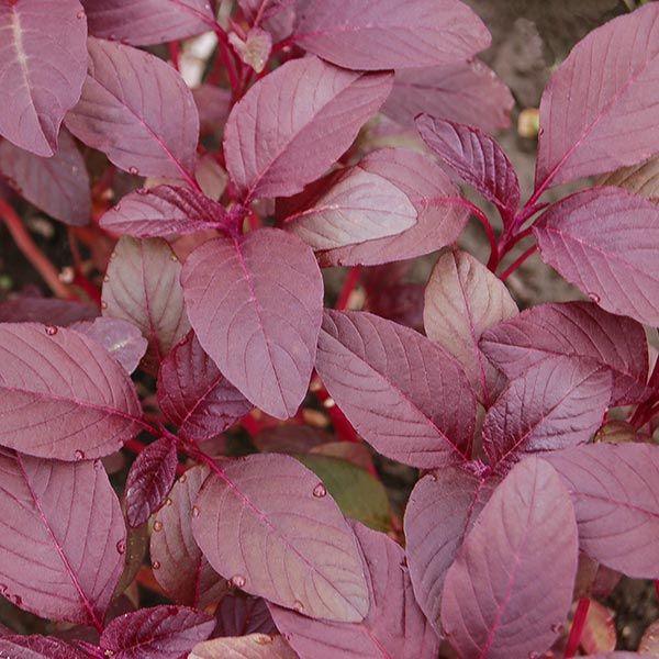 Garnet Red Amaranth Seeds (Organic)