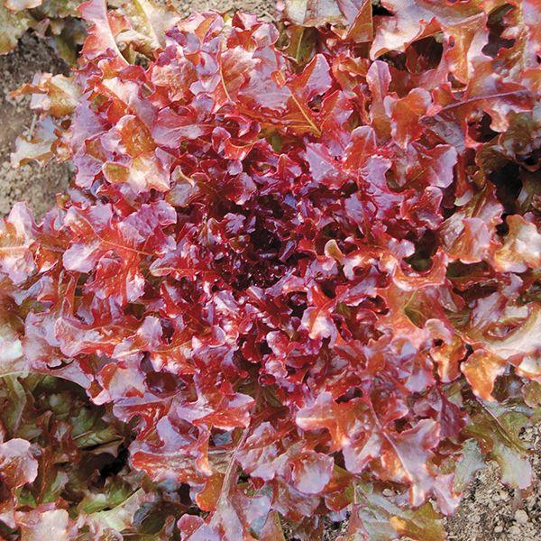 Red Salad Bowl Lettuce Seeds (Organic)