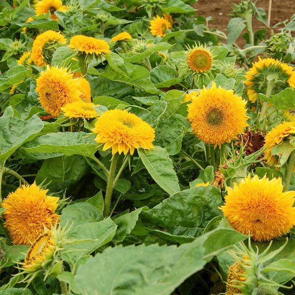 Teddy Bear Sunflower (Organic)