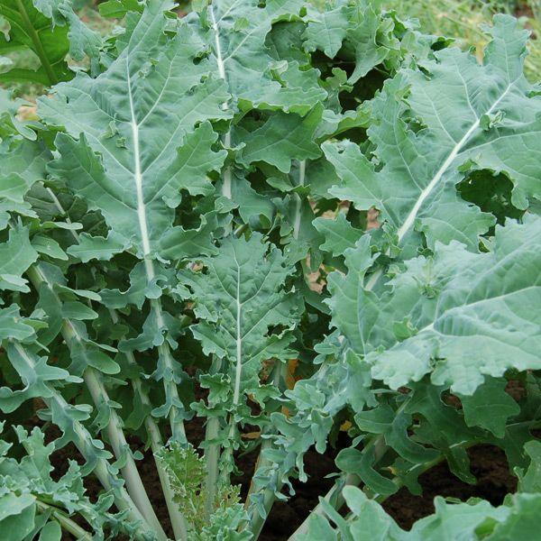 White Russian Kale Seeds (Organic)