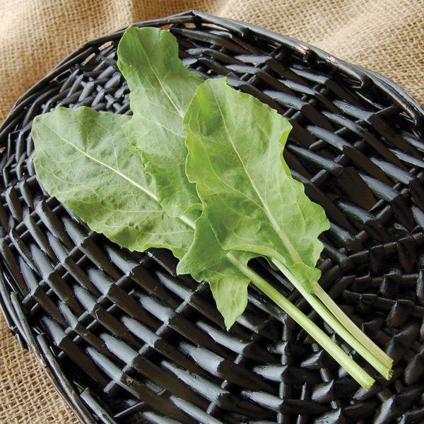 Sorrel Seeds (Organic)