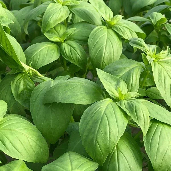 Prospera DMR F1 Basil Seeds (Organic)