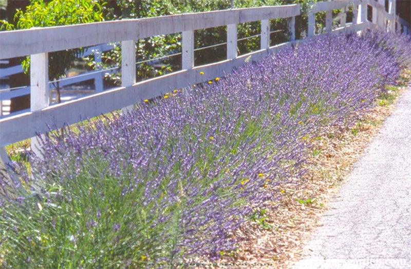 Munstead English Lavender Seeds