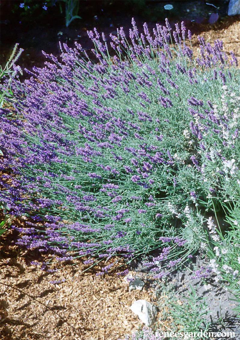 Munstead English Lavender Seeds