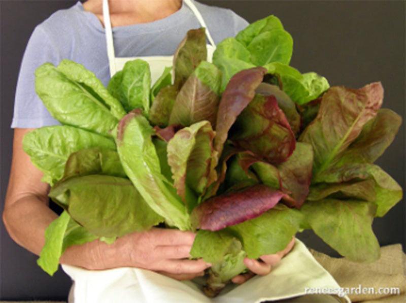 Red & Green Romaines Caesar Duo Lettuce Seed Mix