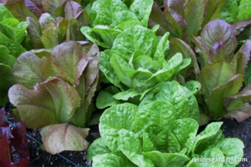 Red & Green Romaines Caesar Duo Lettuce Seed Mix