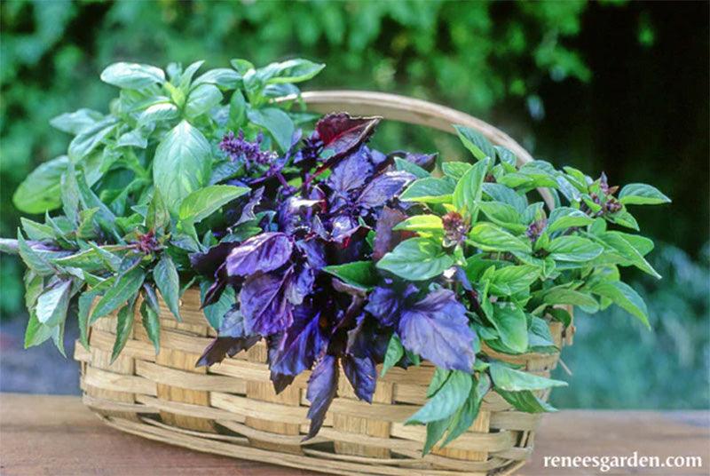 Kitchen Herbs Scented Basil Trio Seed Mix